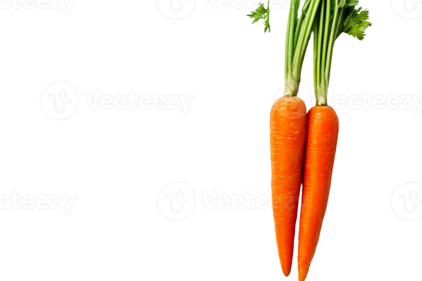 Carrots with green tops on clear bg png