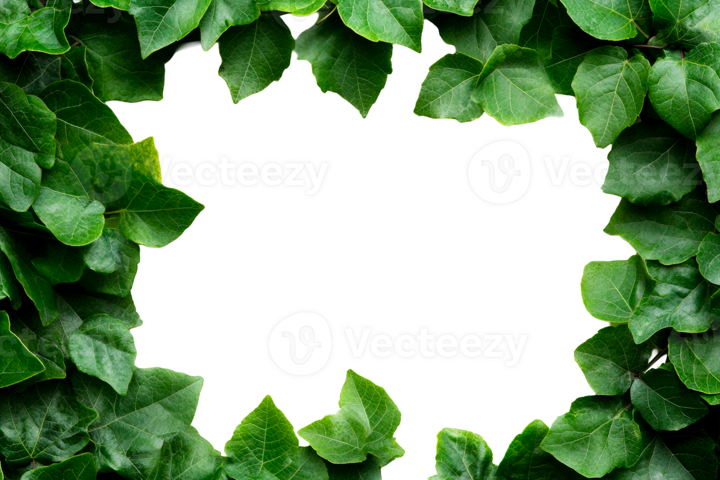 Ivy leaves frame on a transparent background png
