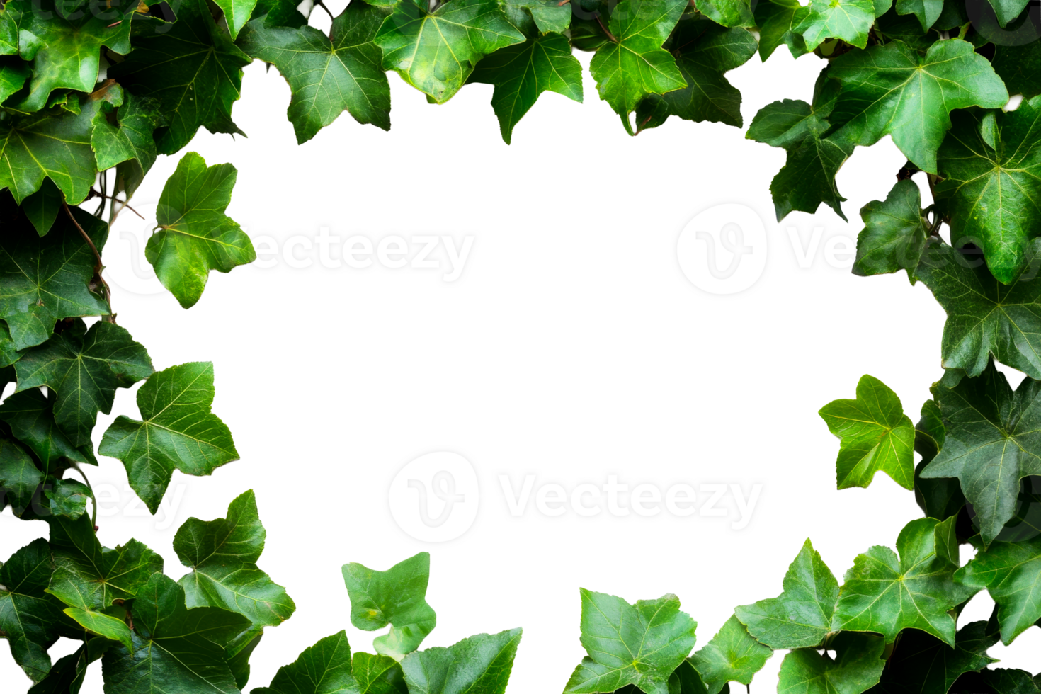 Green ivy leaves border on transparent background png