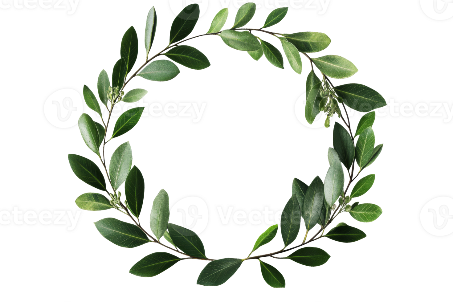 Circle of green leaves for decoration or framing png
