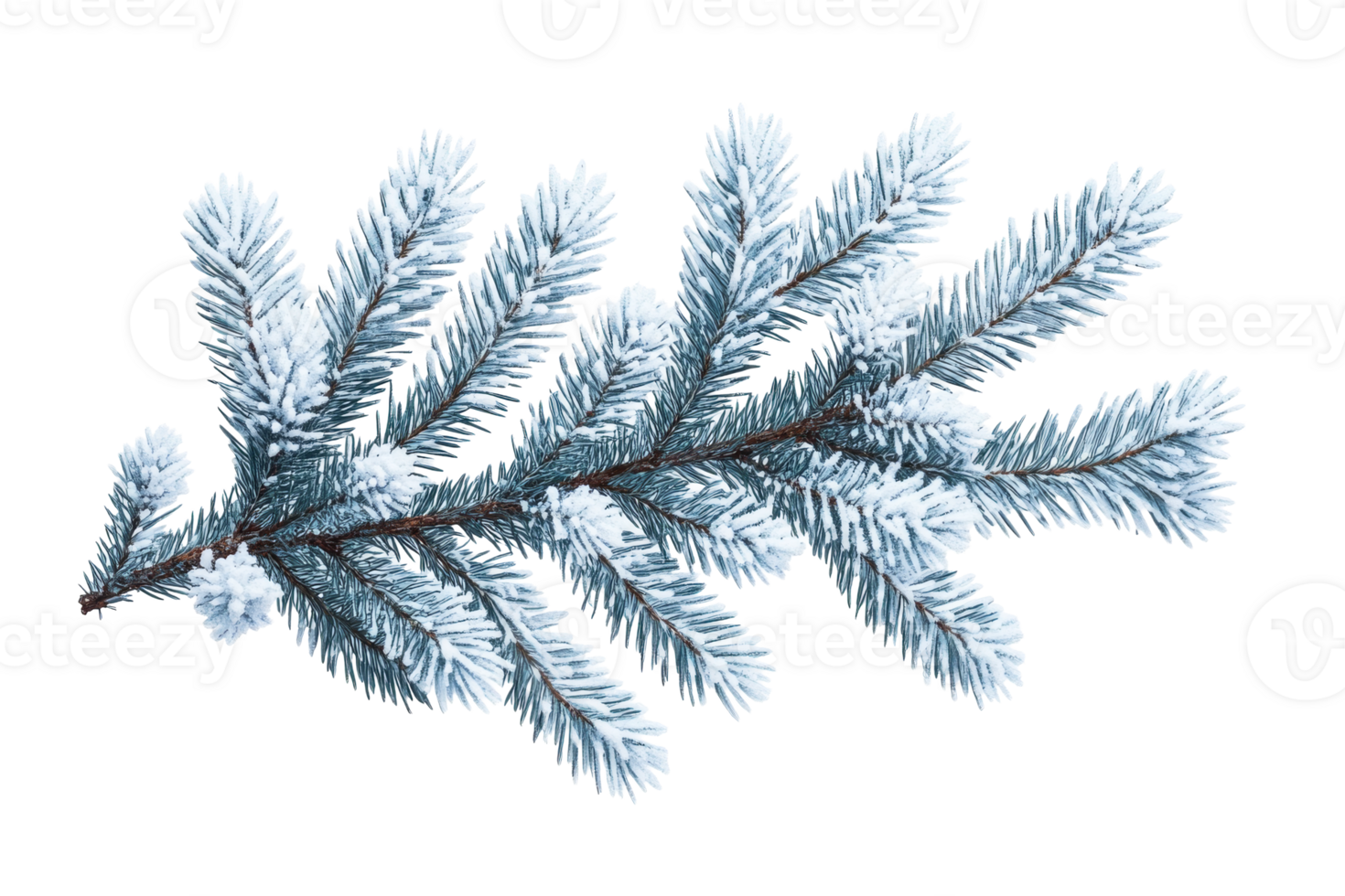 Frosted pine branch on a transparent background png