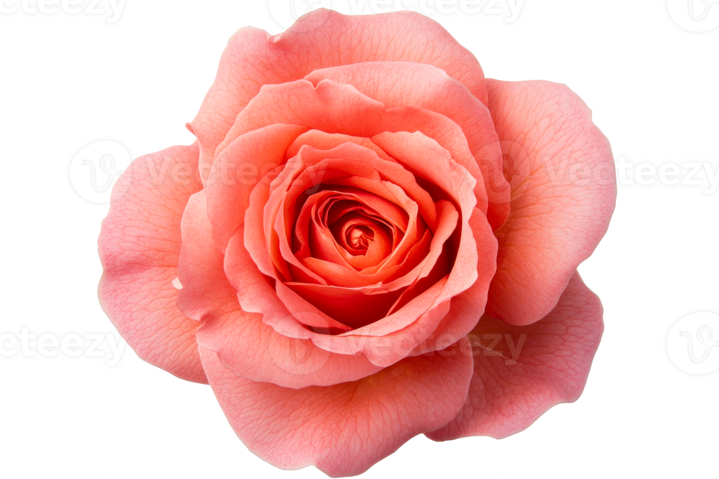 Pink rose with soft petals and delicate layers png