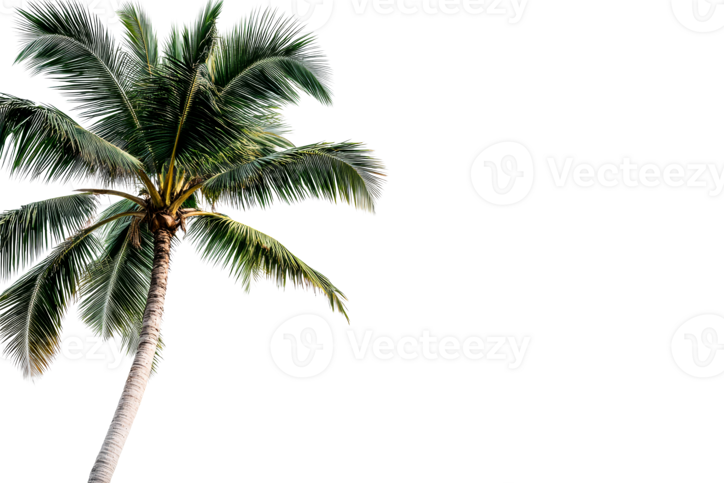Palm tree reaching up against a clear sky png
