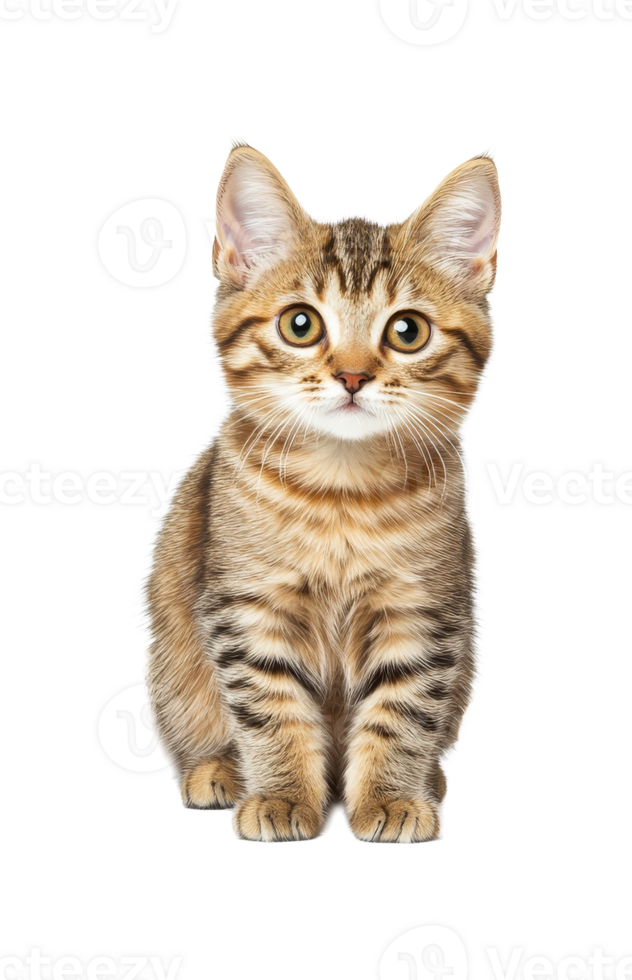 Playful tabby kitten with bright eyes png