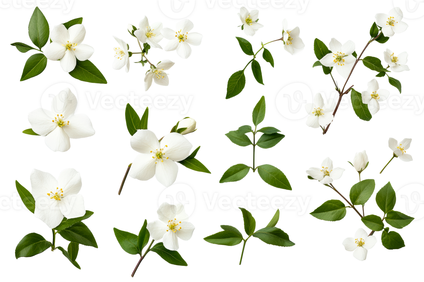 White flowers with green leaves, transparent png