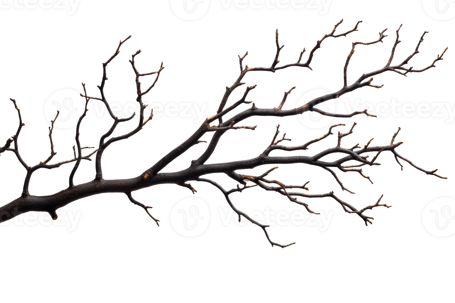 Bare branch with intricate twists and turns png