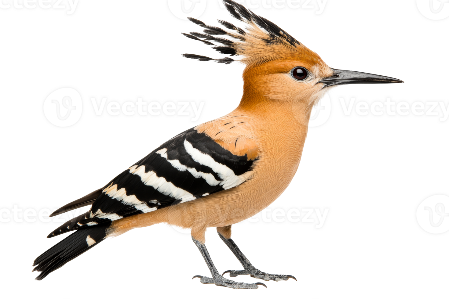 Colorful hoopoe bird with a crest png