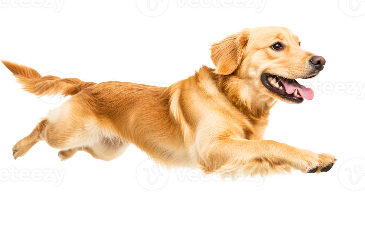 Golden retriever running joyfully in open space png