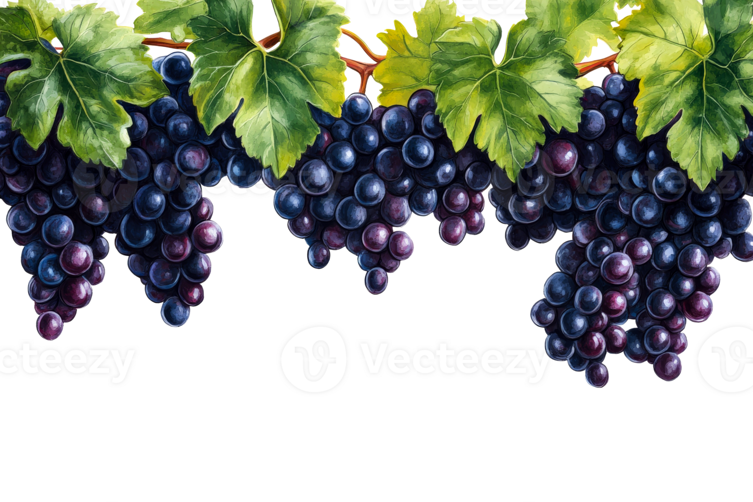 Bunches of ripe grapes with lush green leaves png