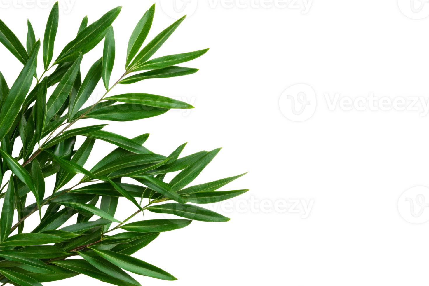 Fresh green leaves arranged elegantly on a branch png