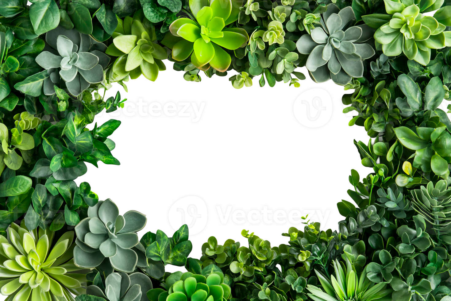 Green succulent frame, transparent bg png