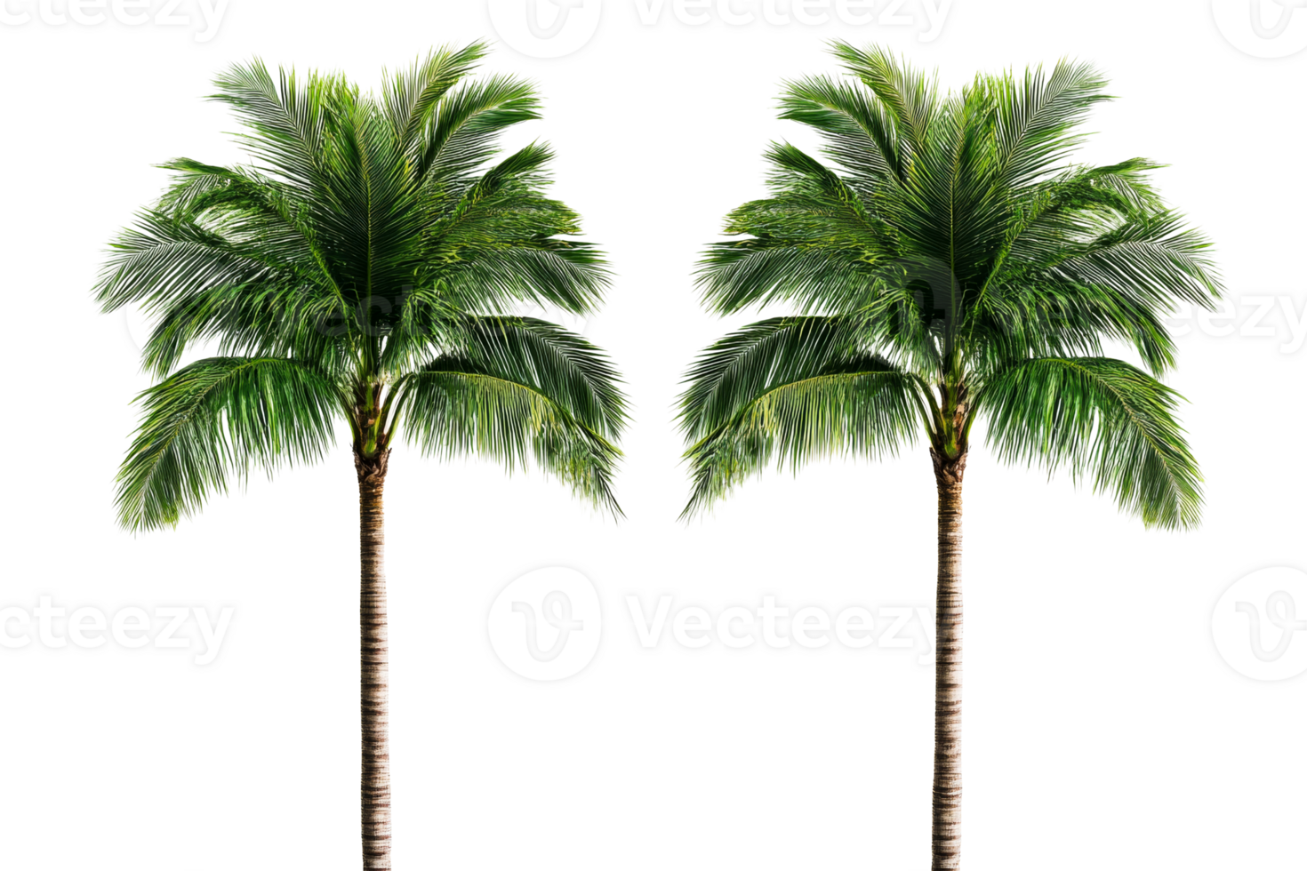 Lush palm trees with white backdrop png