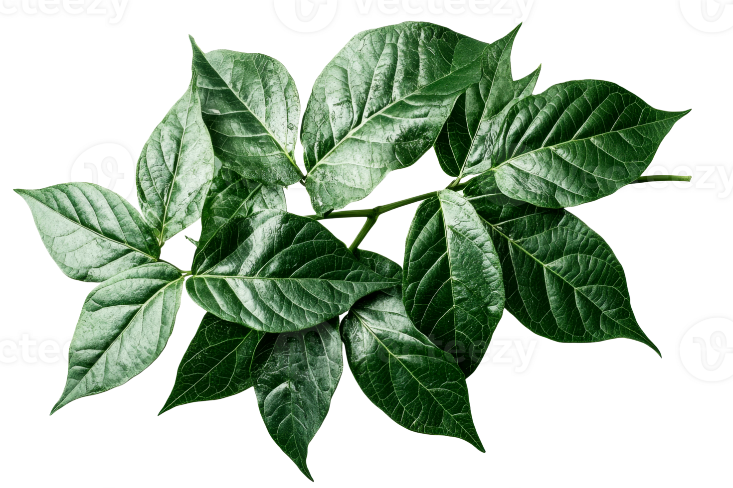Bright green leaves on clear backdrop png