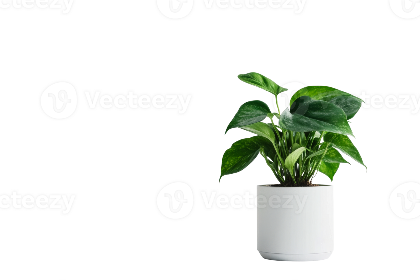 Green plant in a white pot, clear bg png