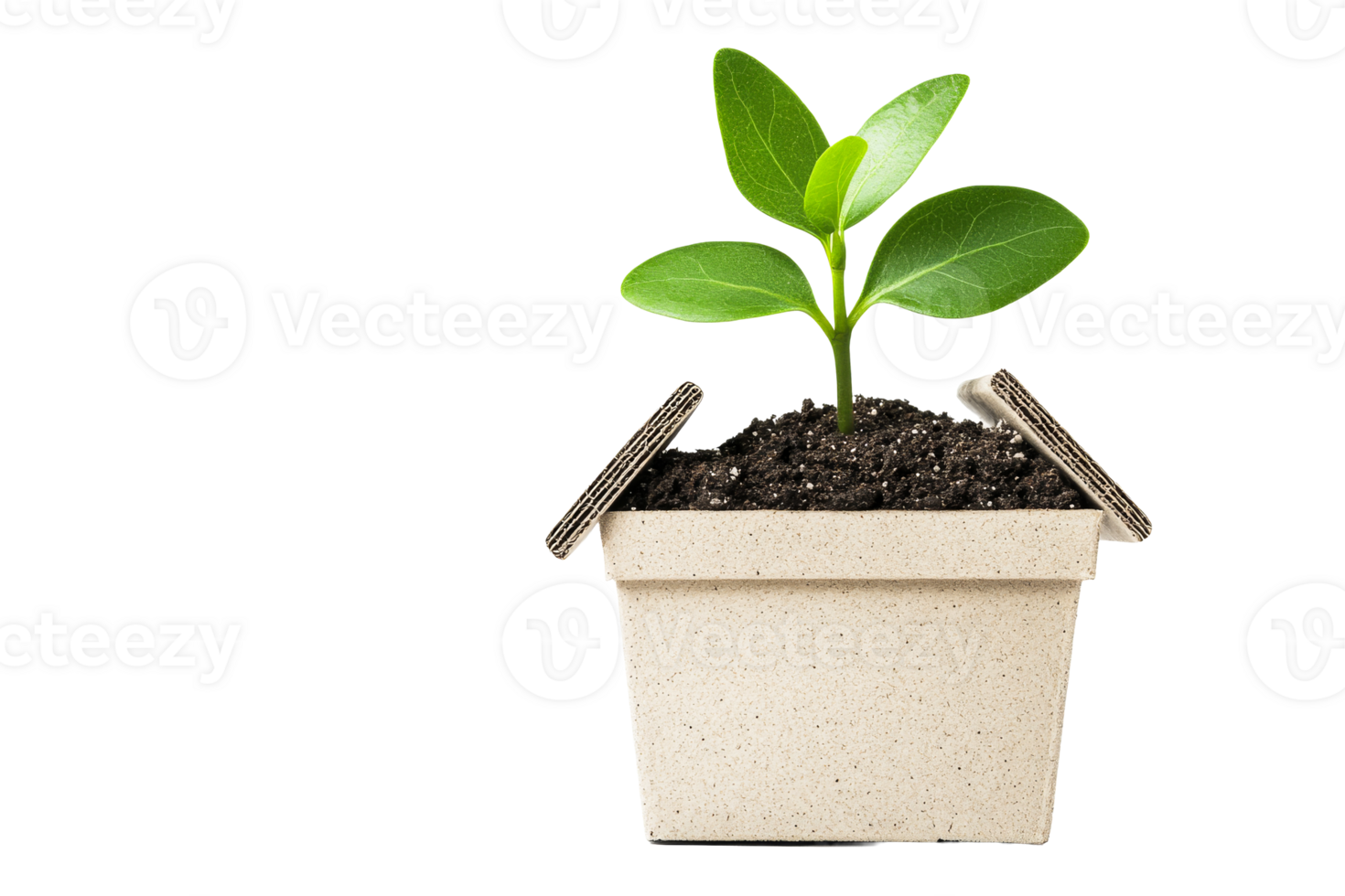 New plant in biodegradable pot png