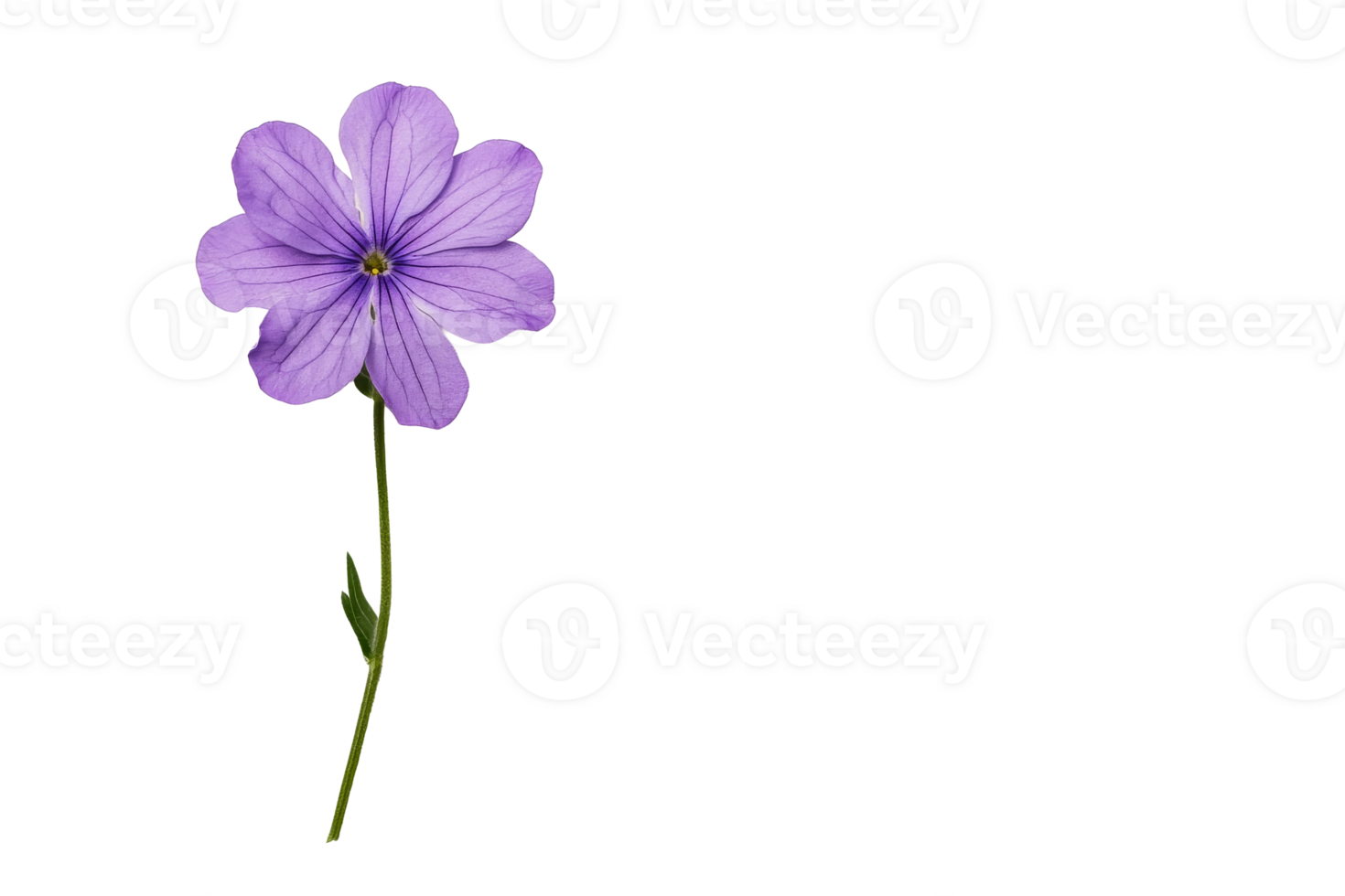 Purple flower on transparent background in bloom png