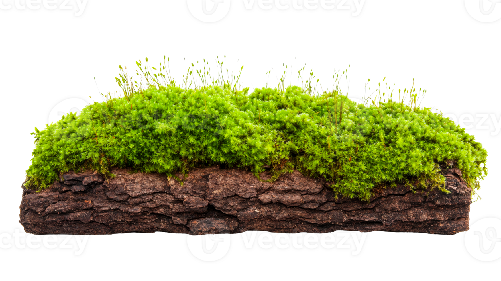 Mossy log with vibrant greenery in natural setting png