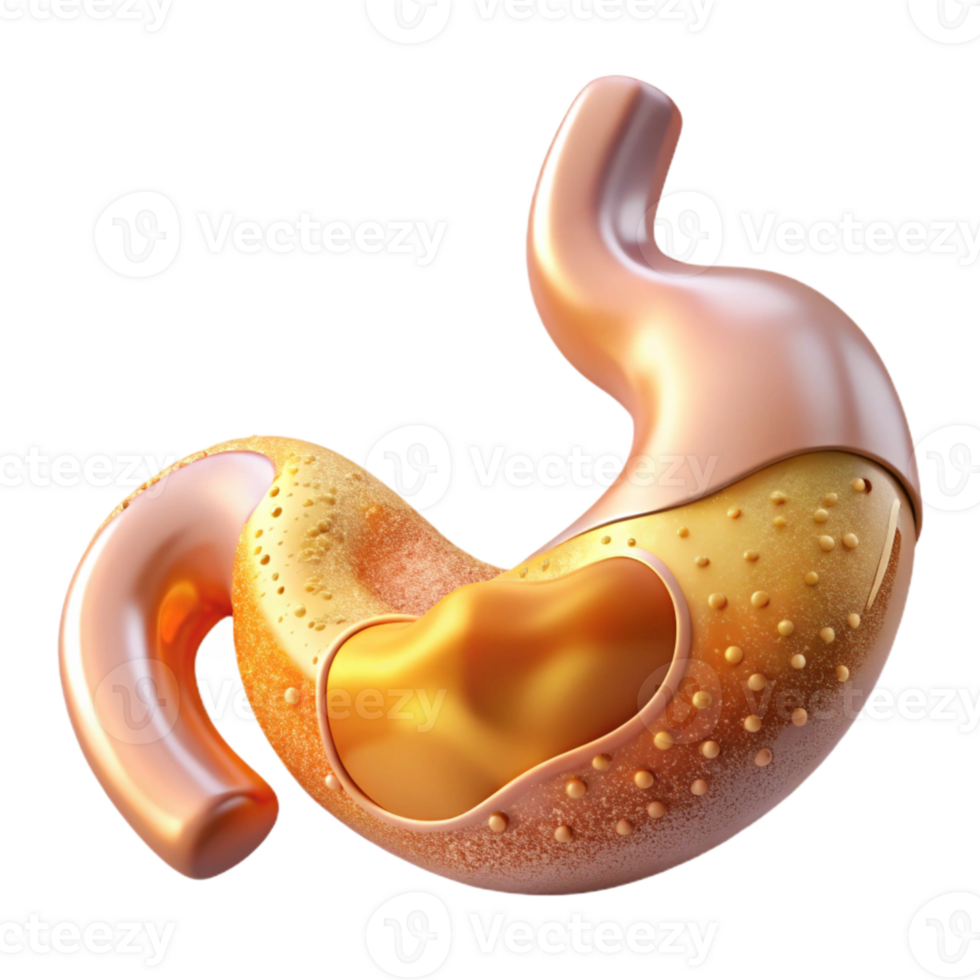 magnificent traditional Anatomical Stomach Illustration Isolated for Digestive Health premium png