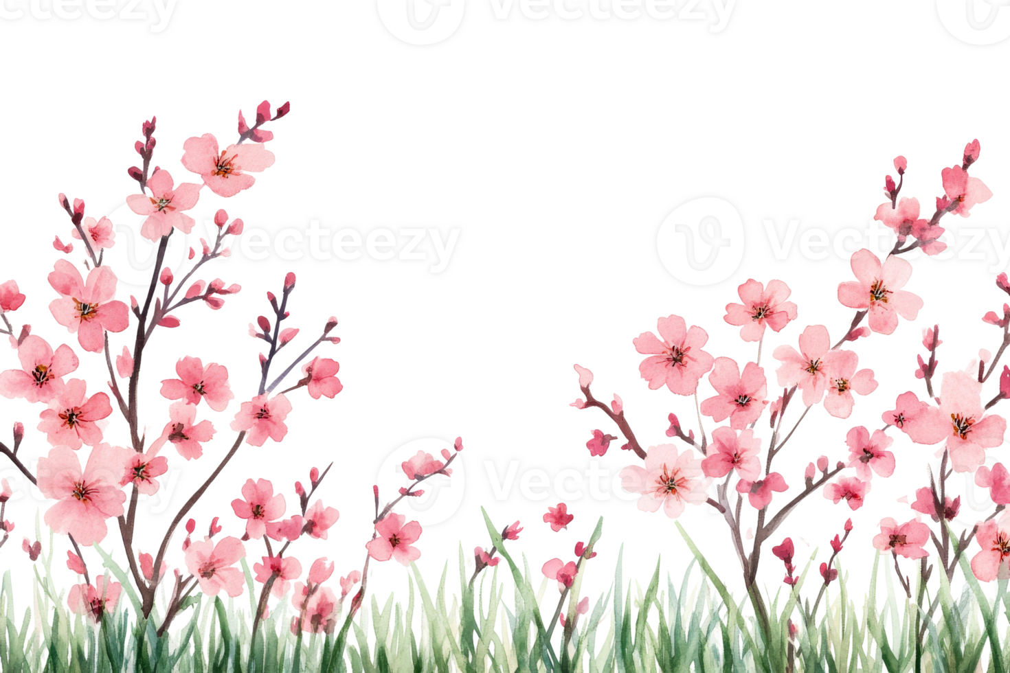 Blossoming cherry flowers with green grass below png