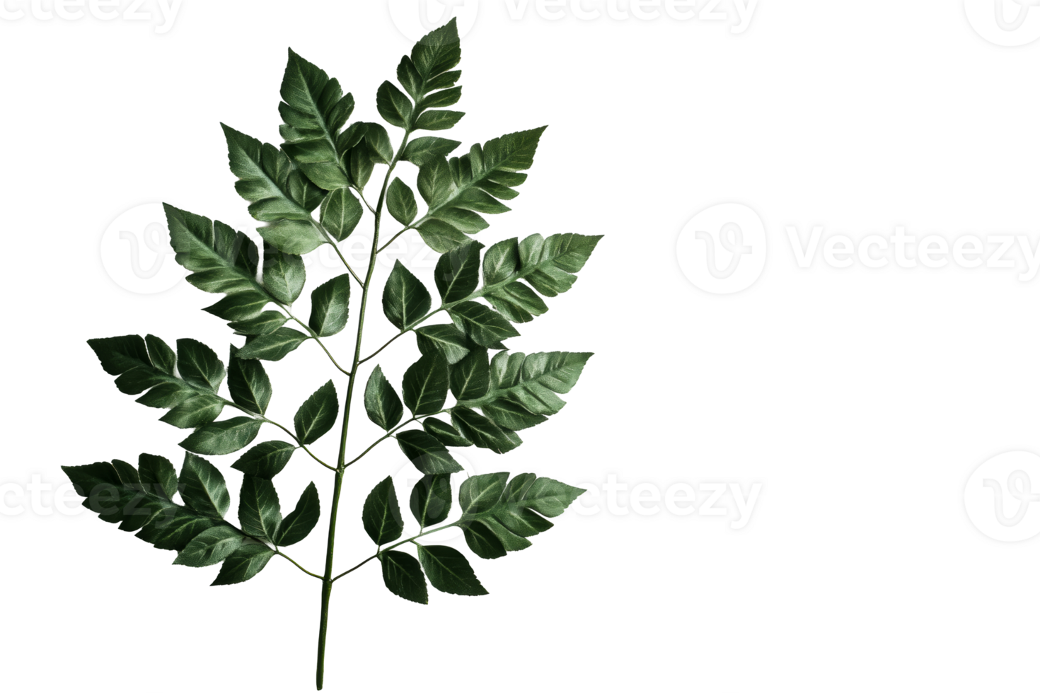 Green leafy branch with multiple leaflets png