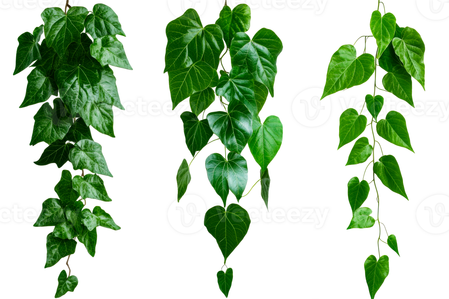Green leaves hanging with a transparent background png