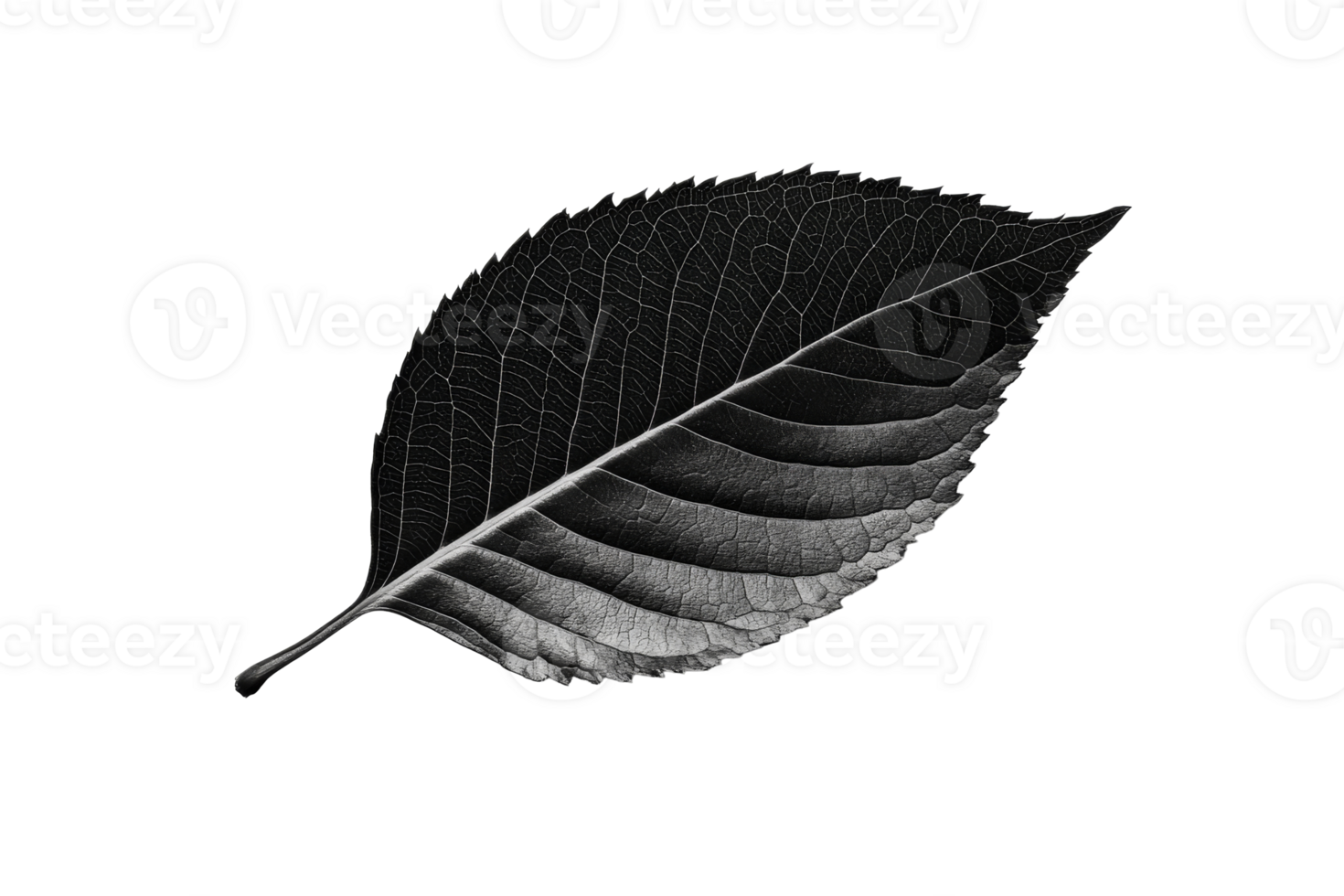 Black leaf on a transparent background png