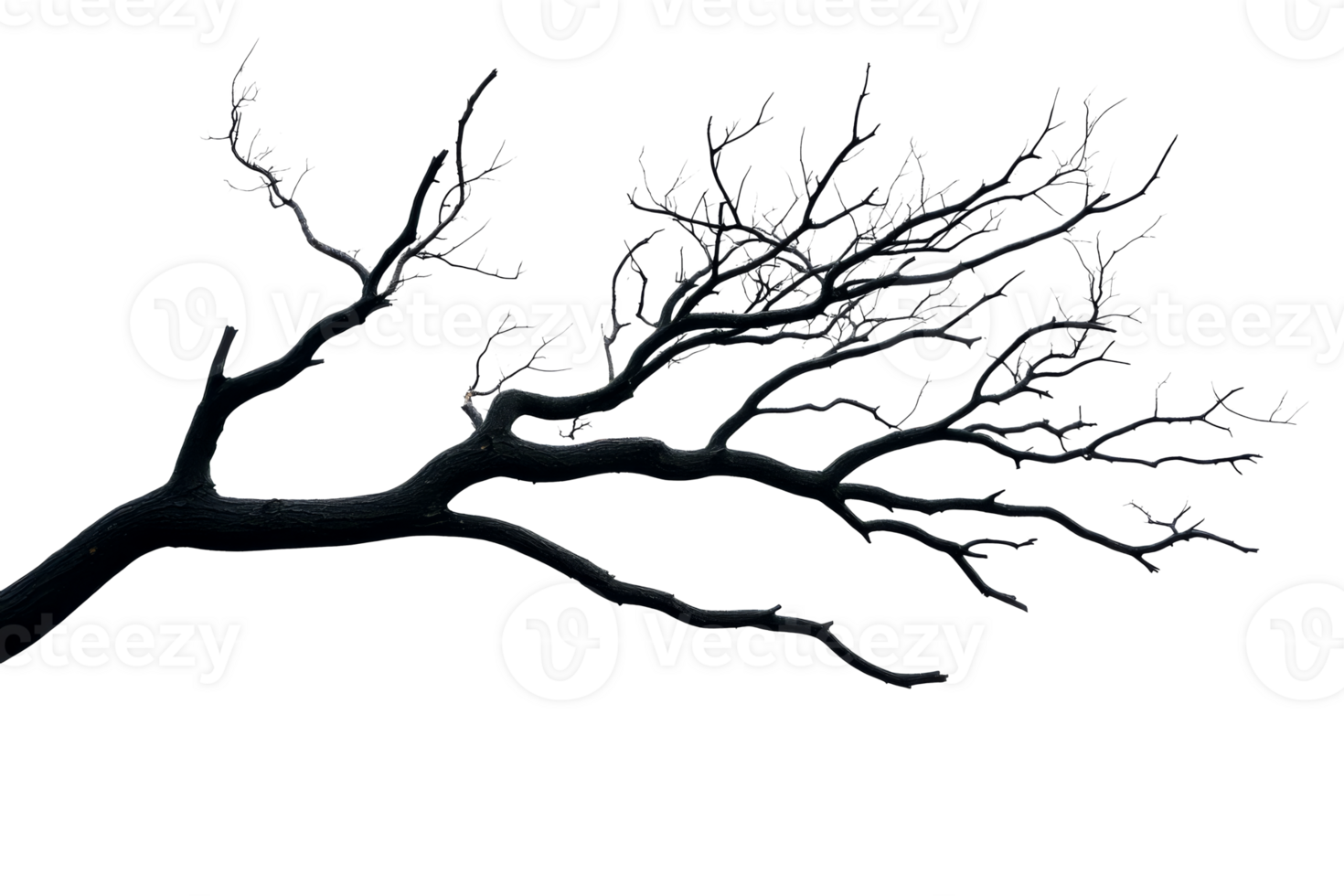 Bare tree branches on clear background png