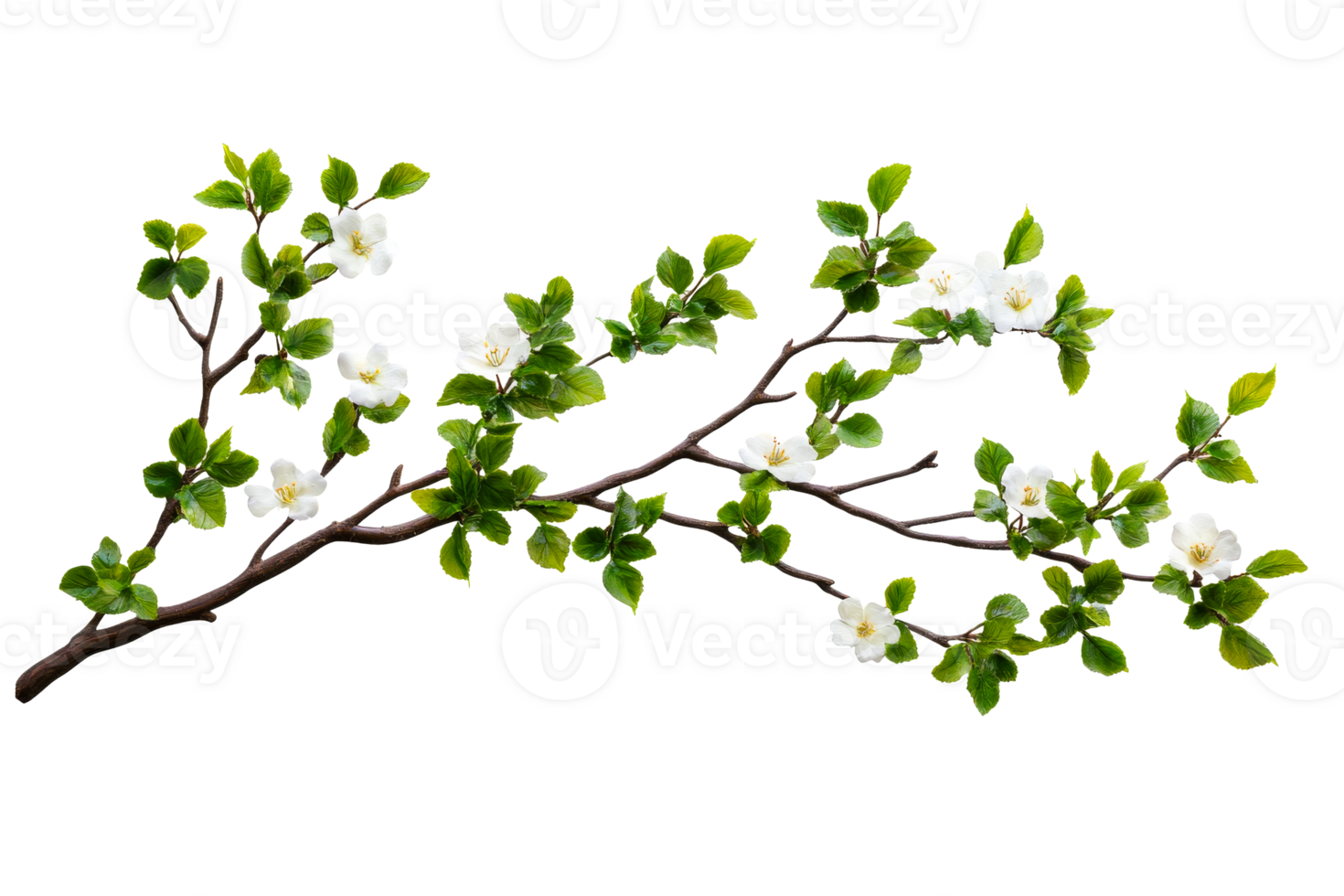 Apple blossom branch with green leaves png