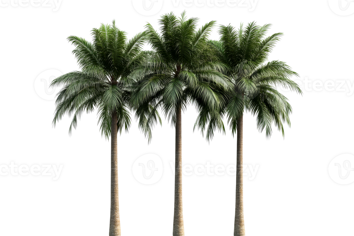 Three tall palm trees, transparent bg png