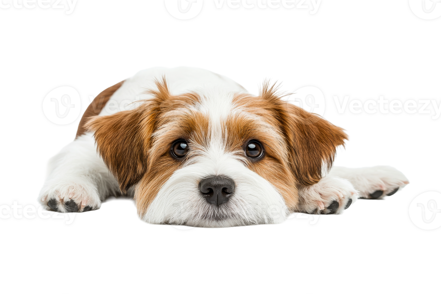 Cute dog resting on a white surface during daytime png