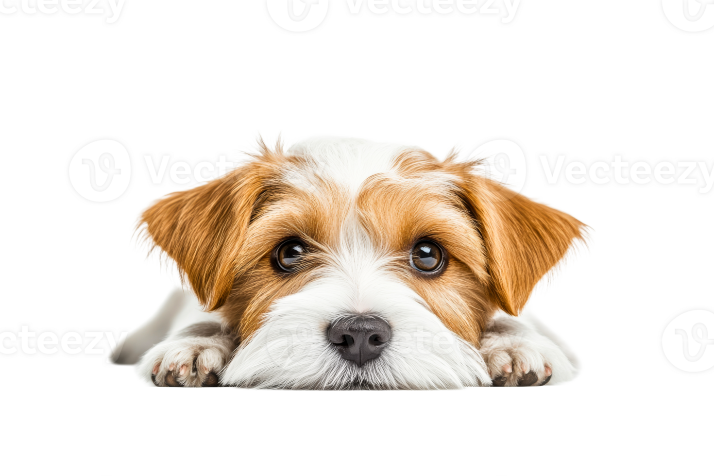Dog with big eyes resting on white surface png
