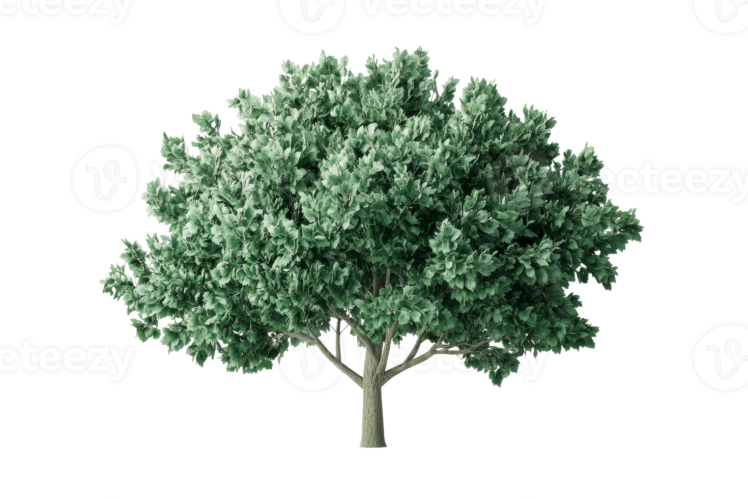 Lush broadleaf tree with dense foliage on black, cut out transparent png