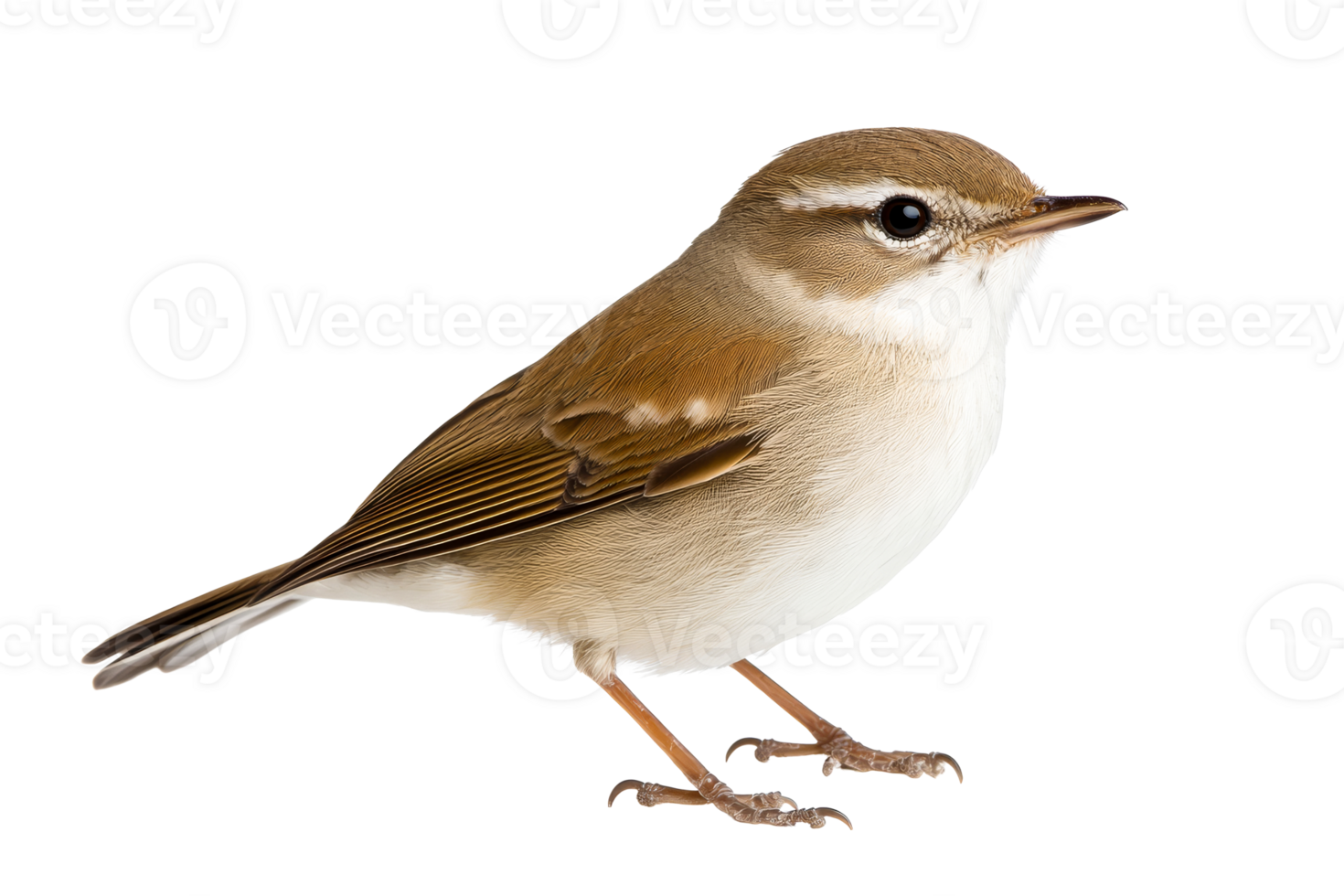 Bird portrait close-up on black background, isolated, cut out transparent png