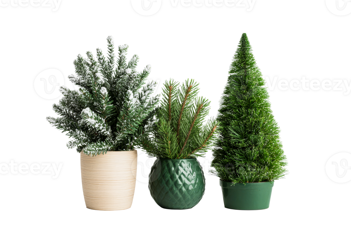 Mini fir trees in decorative pots on black background, cut out transparent png
