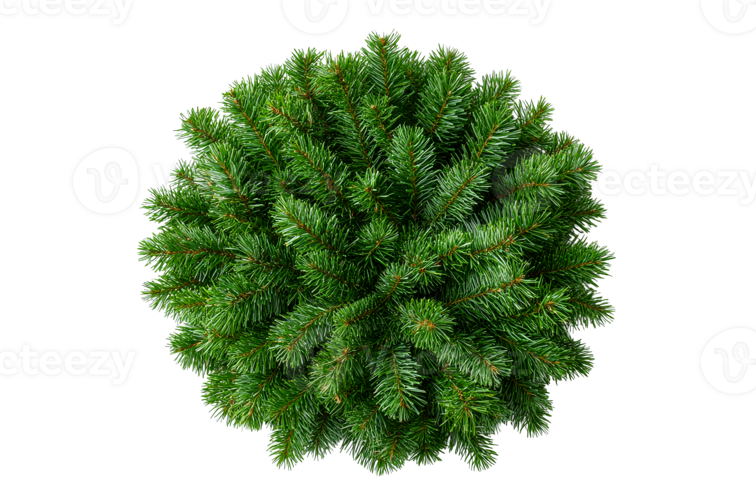 Lush evergreen fir tree, top-down plant, natural green, cut out transparent png