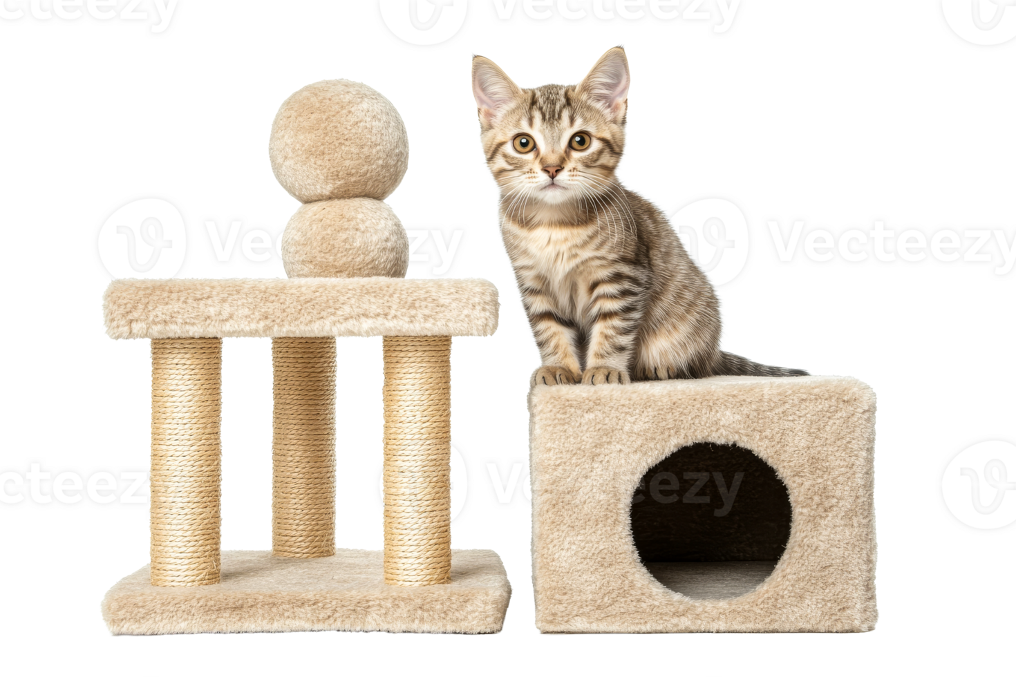 Kitten on cat furniture, curious gaze, cutout transparent png