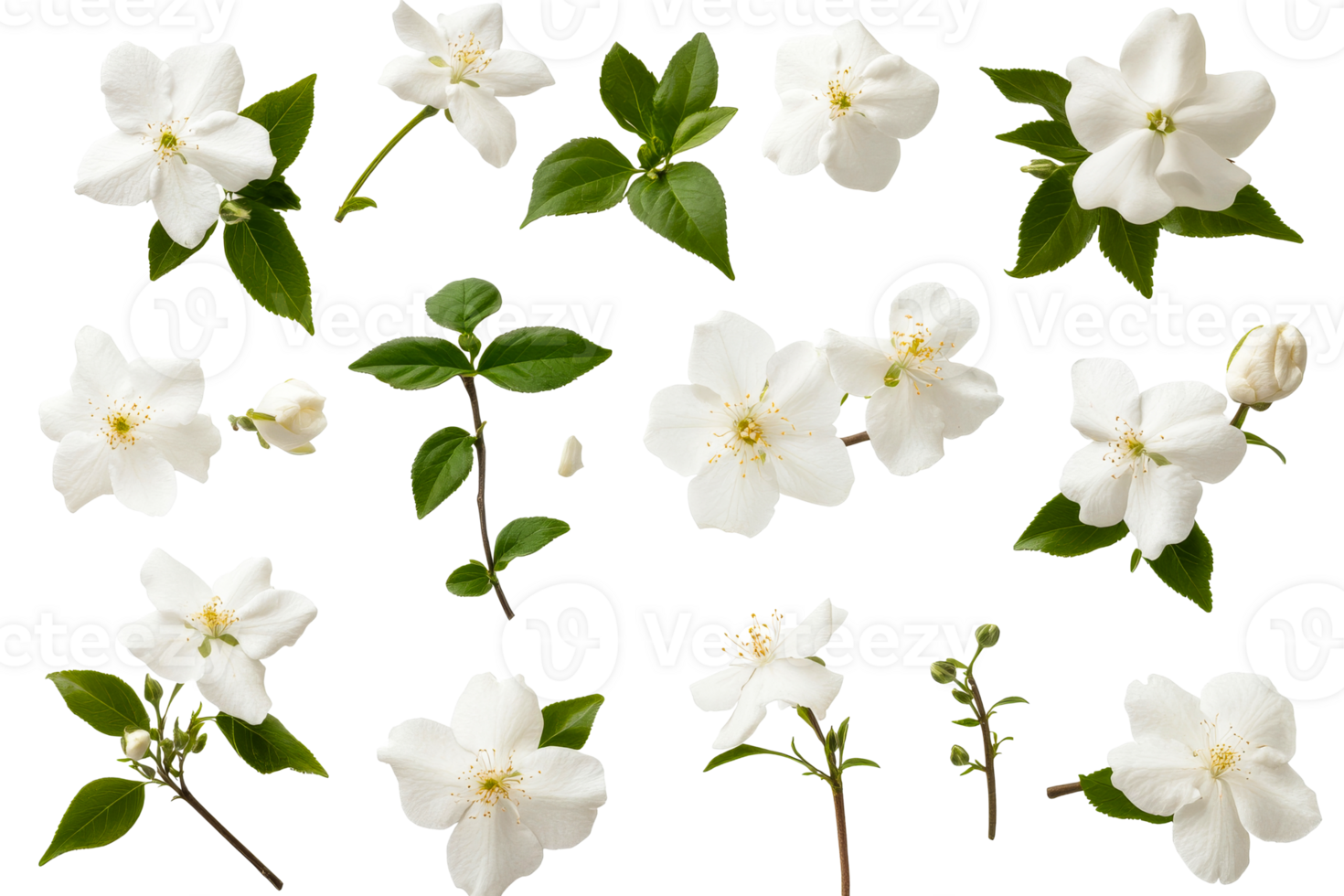 White mock orange flowers in bloom, leaves, buds, cut out transparent png