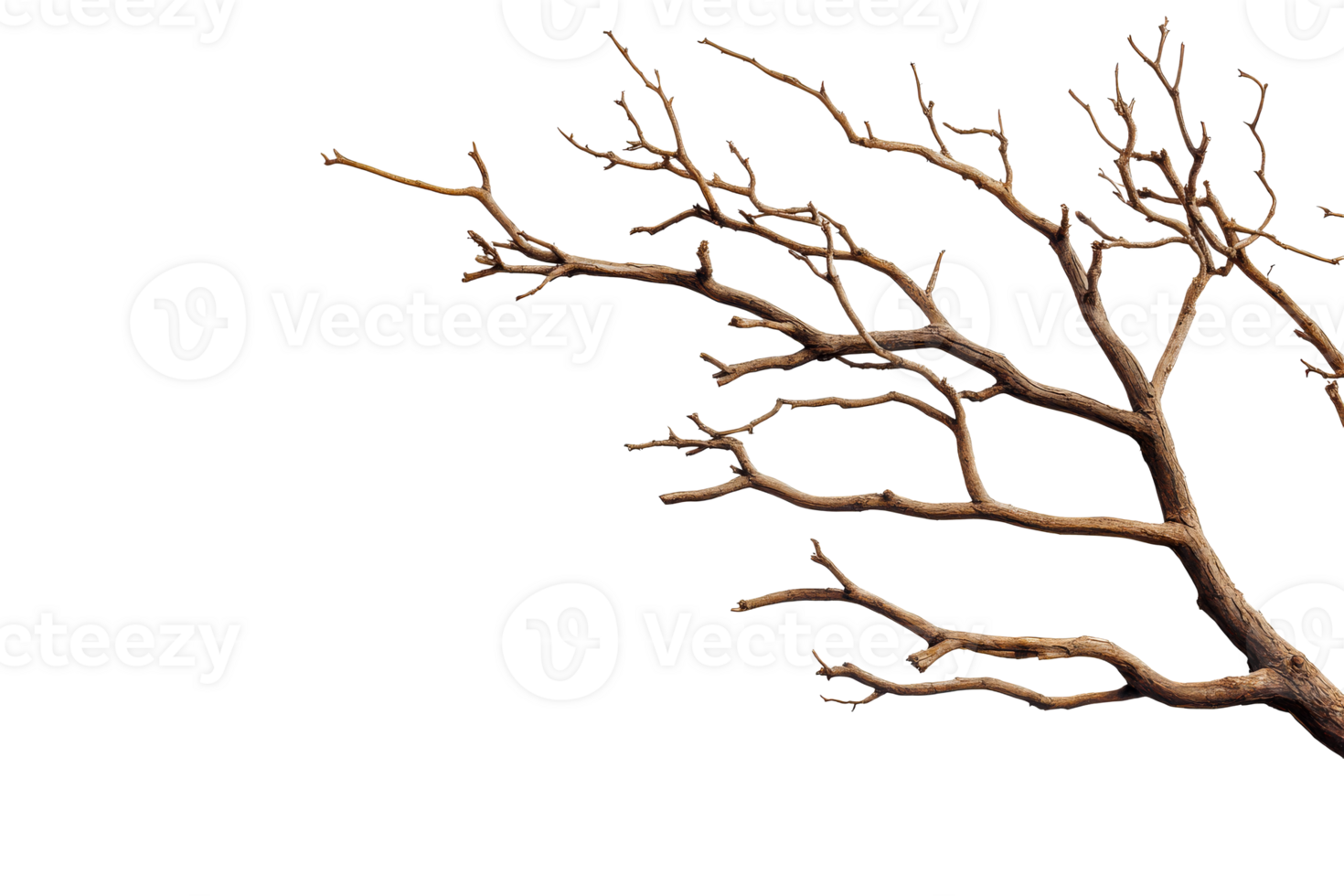 Tree branch silhouette against black backdrop, nature abstract, cut out transparent png
