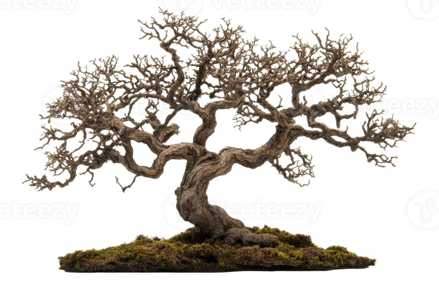 Bonsai tree in detail, mossy base and bare branches, cut out transparent png