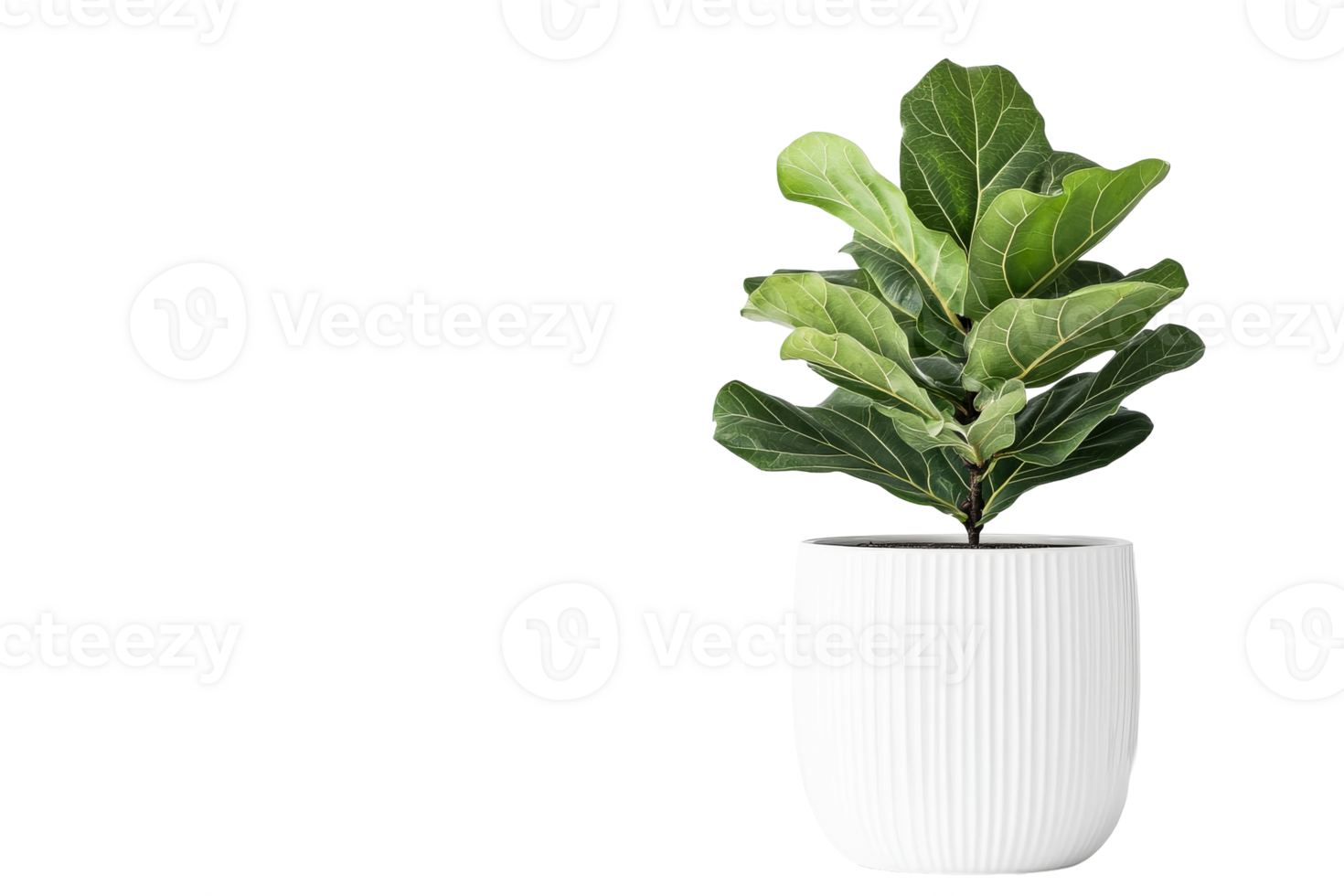 Fiddle-leaf fig plant in white pot, detailed leaves, isolated, cut out transparent png