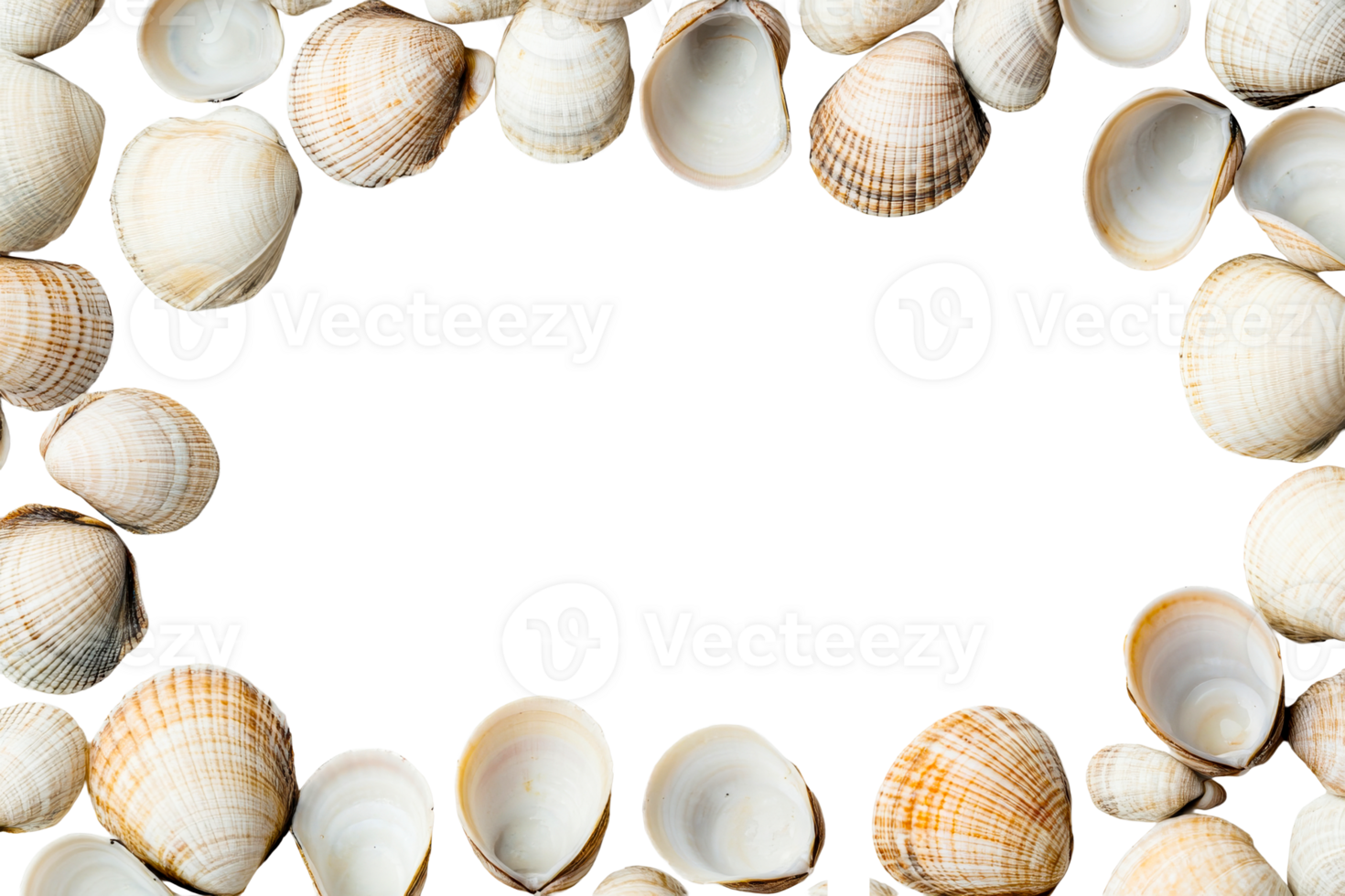 Shellframe, Seashells Border, Black Empty Rectangle, Top View, cut out transparent png