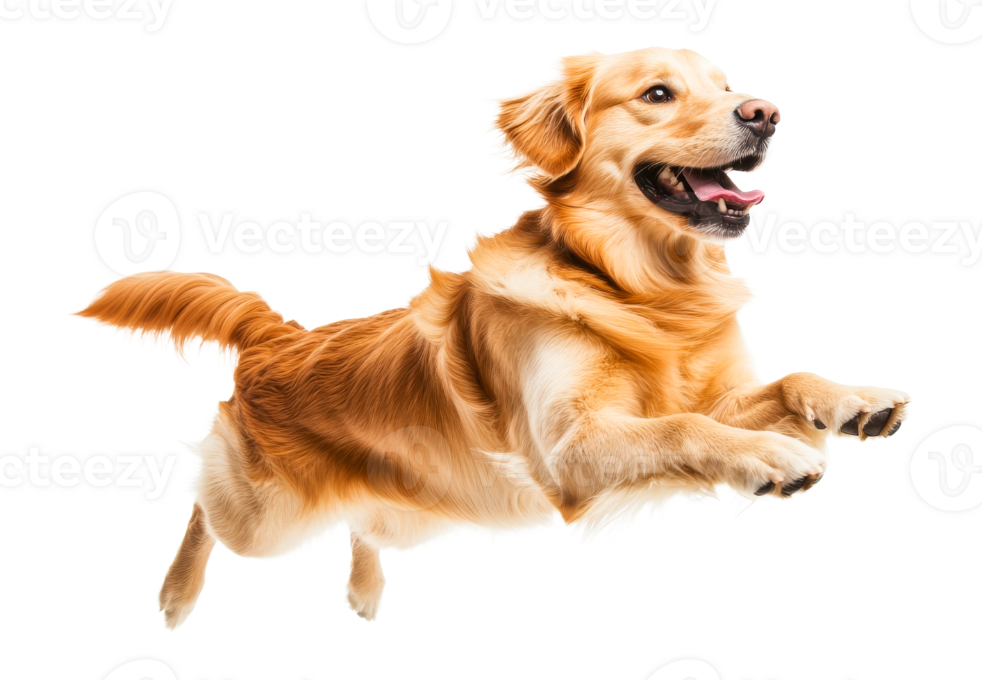 Golden Retriever joyfully leaping, canine happiness, pet action shot, cut out transparent png