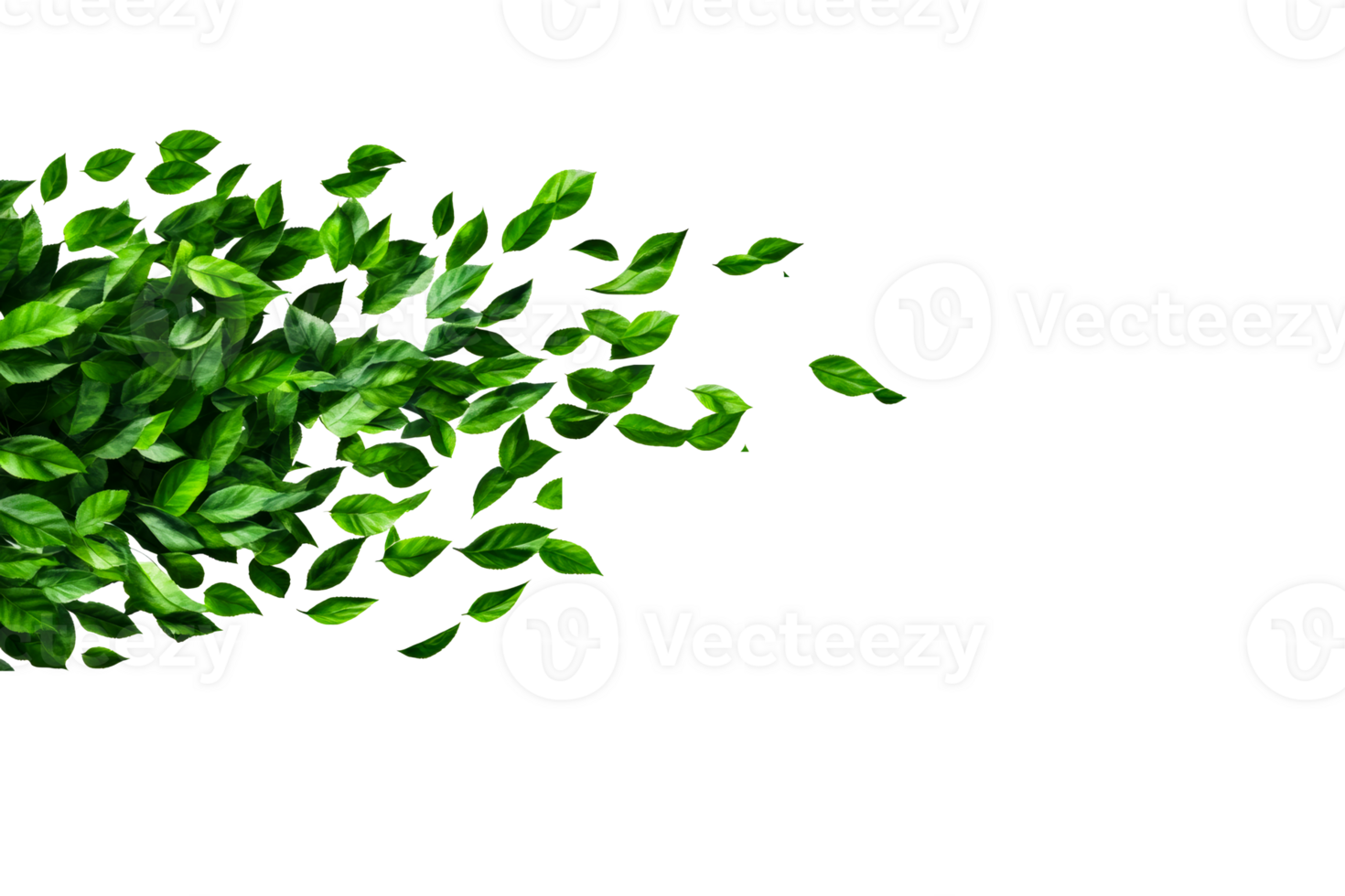Freshness with Lush Green Leaves Against a Black Backdrop, cut out transparent png