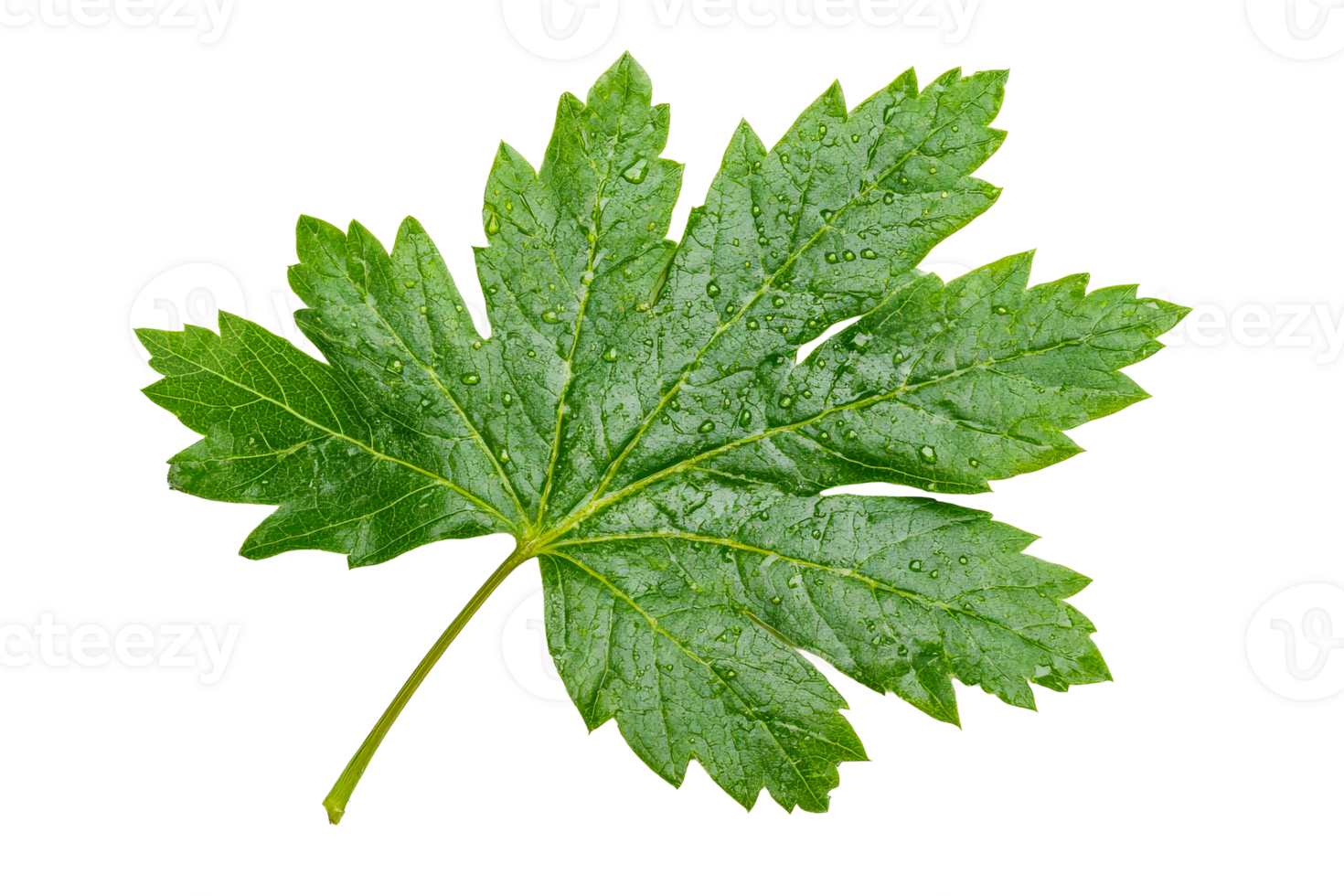 Wet green leaf of currant, isolated on black background, cut out transparent png