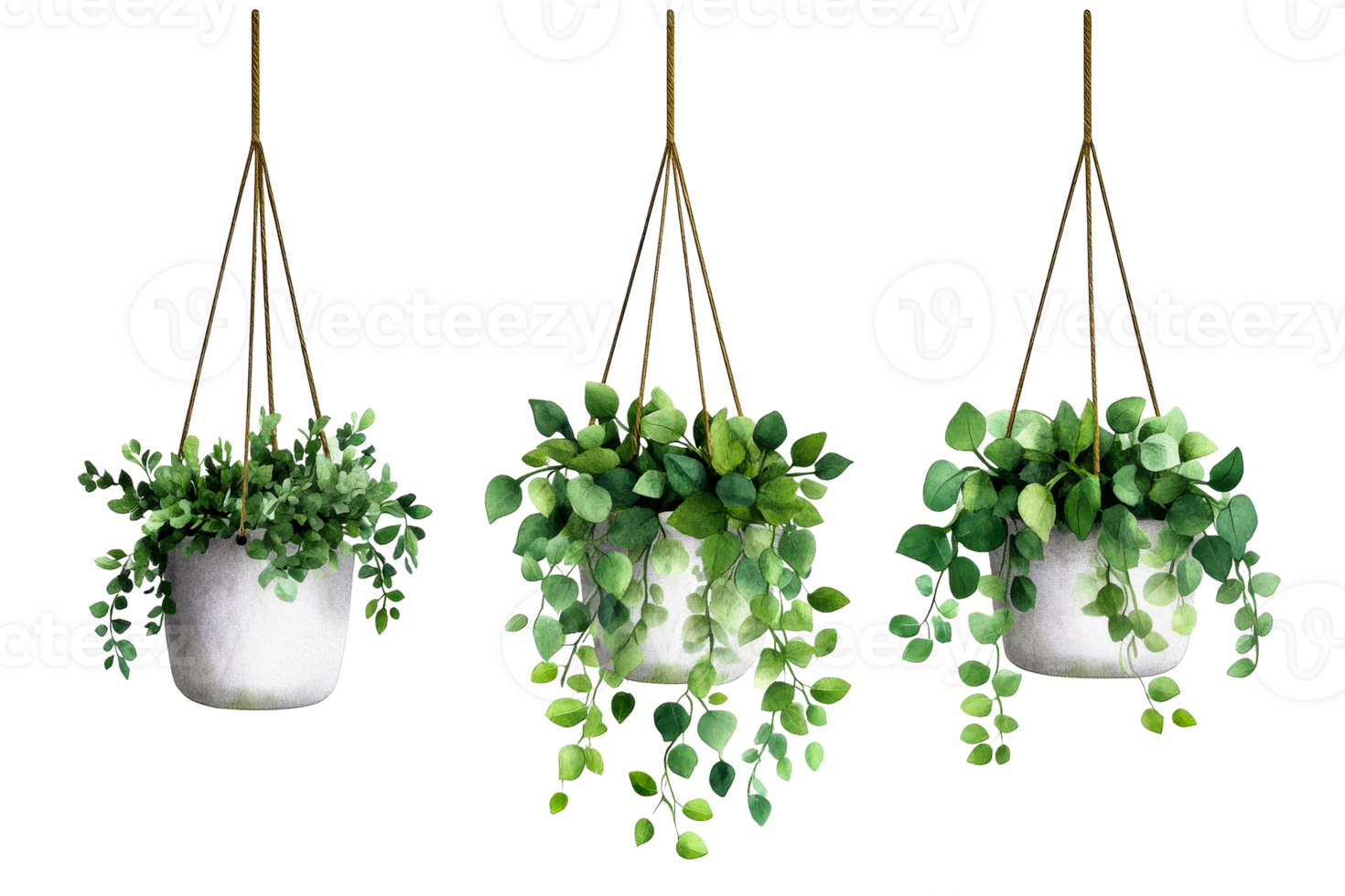 Hanging plant arrangements in pots, watercolor illustration, cut out transparent png