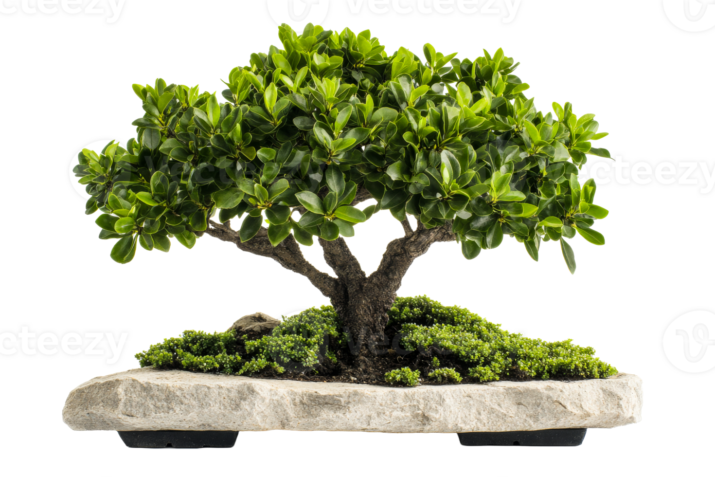 Miniature Ficus Bonsai Tree Isolated on Black, cut out transparent png