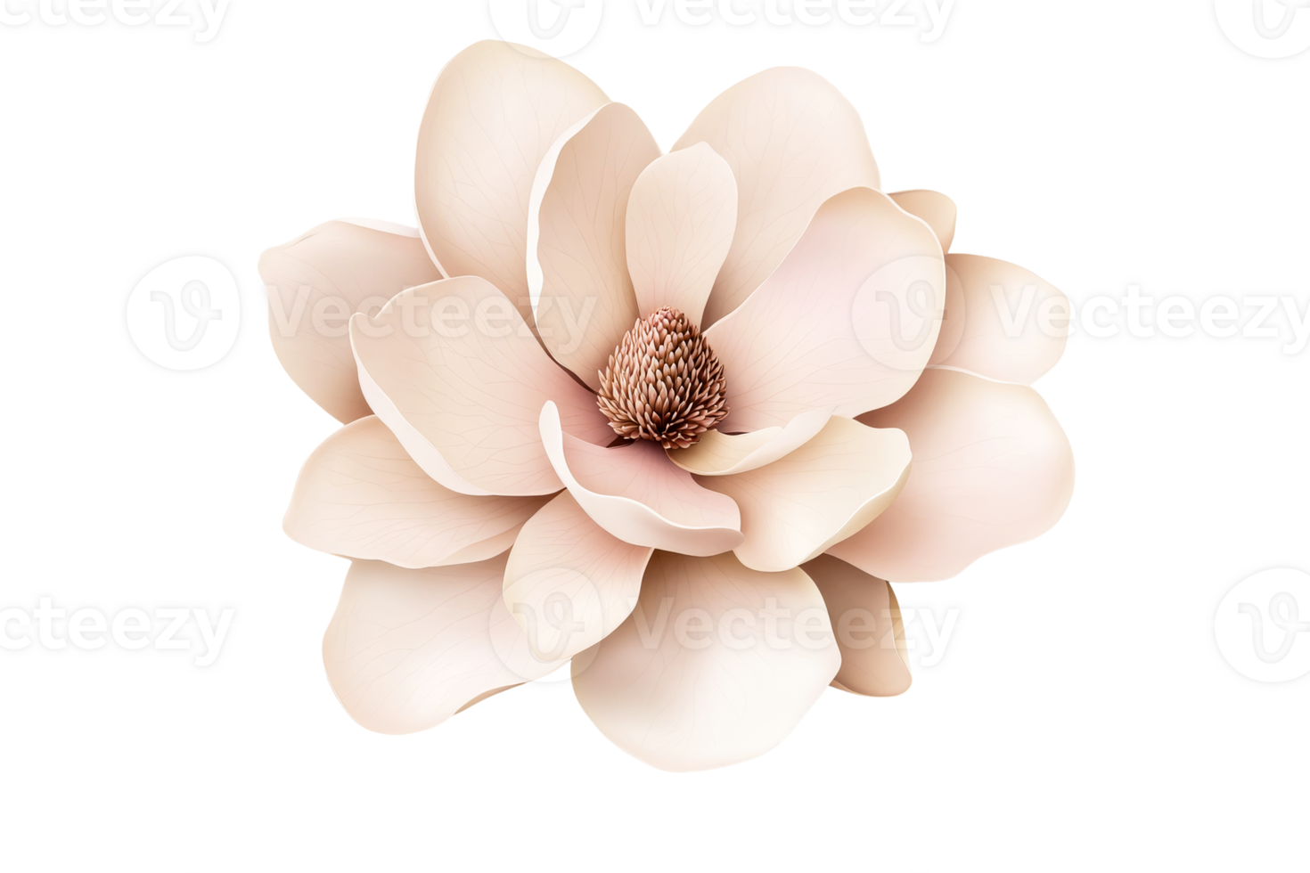 Single beautiful magnolia flower isolated on a black background, cut out transparent png