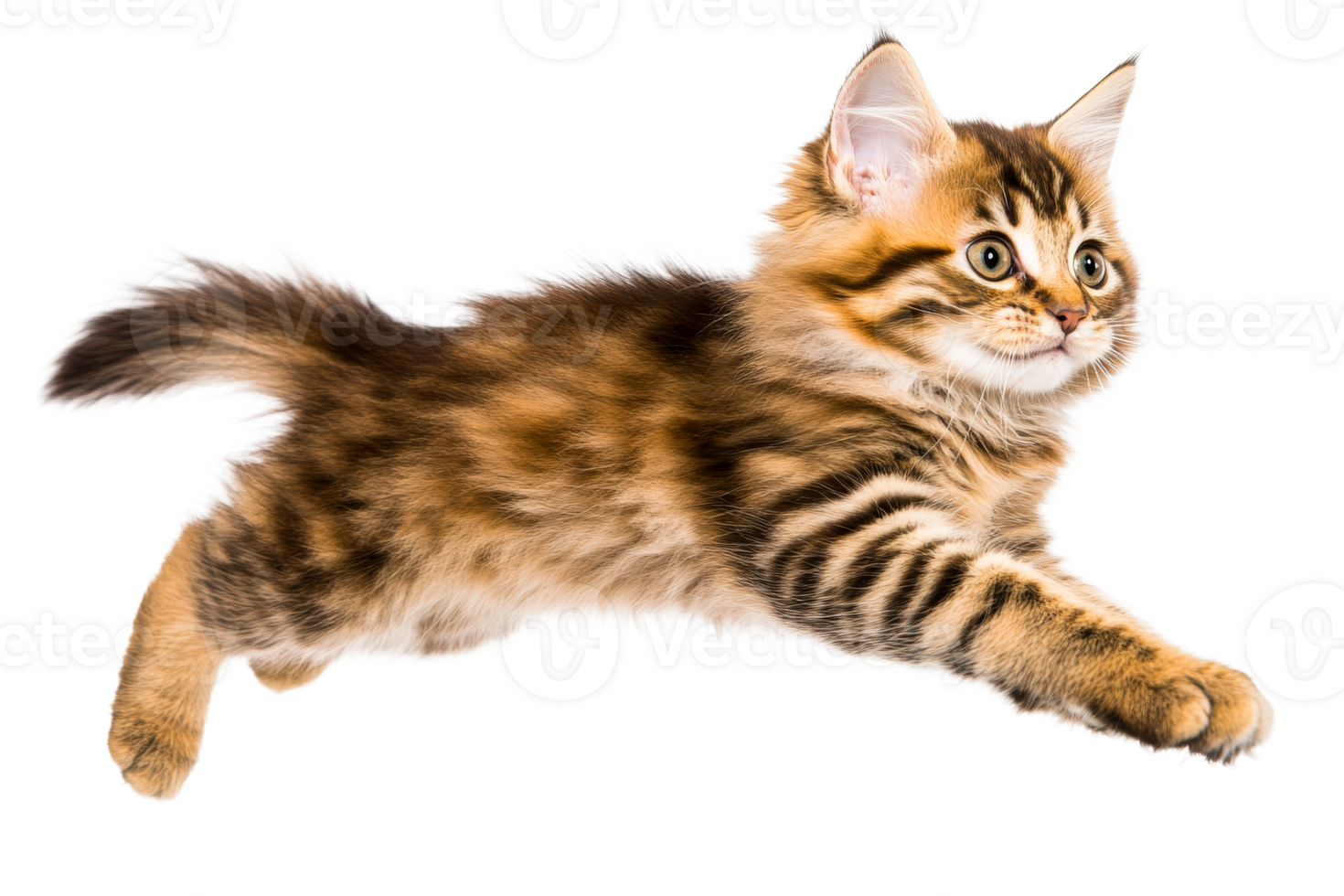 Adorable playful kitten lying, tabby fur pattern, fluffy tail, cut out transparent png