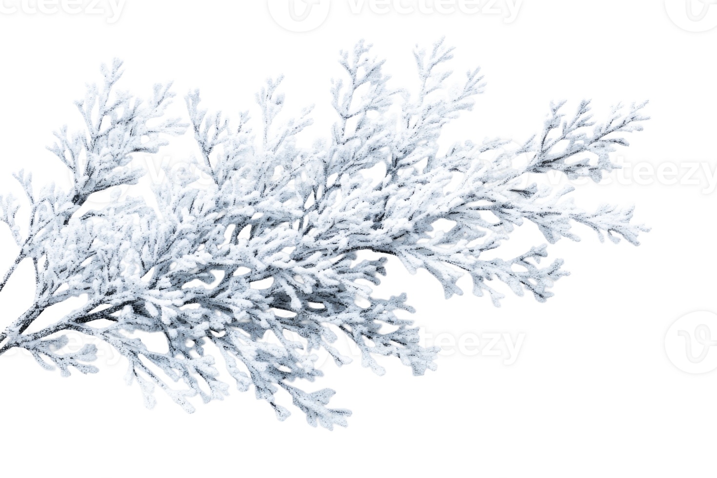 Frosty branch with intricate icy details against black background, cut out transparent png
