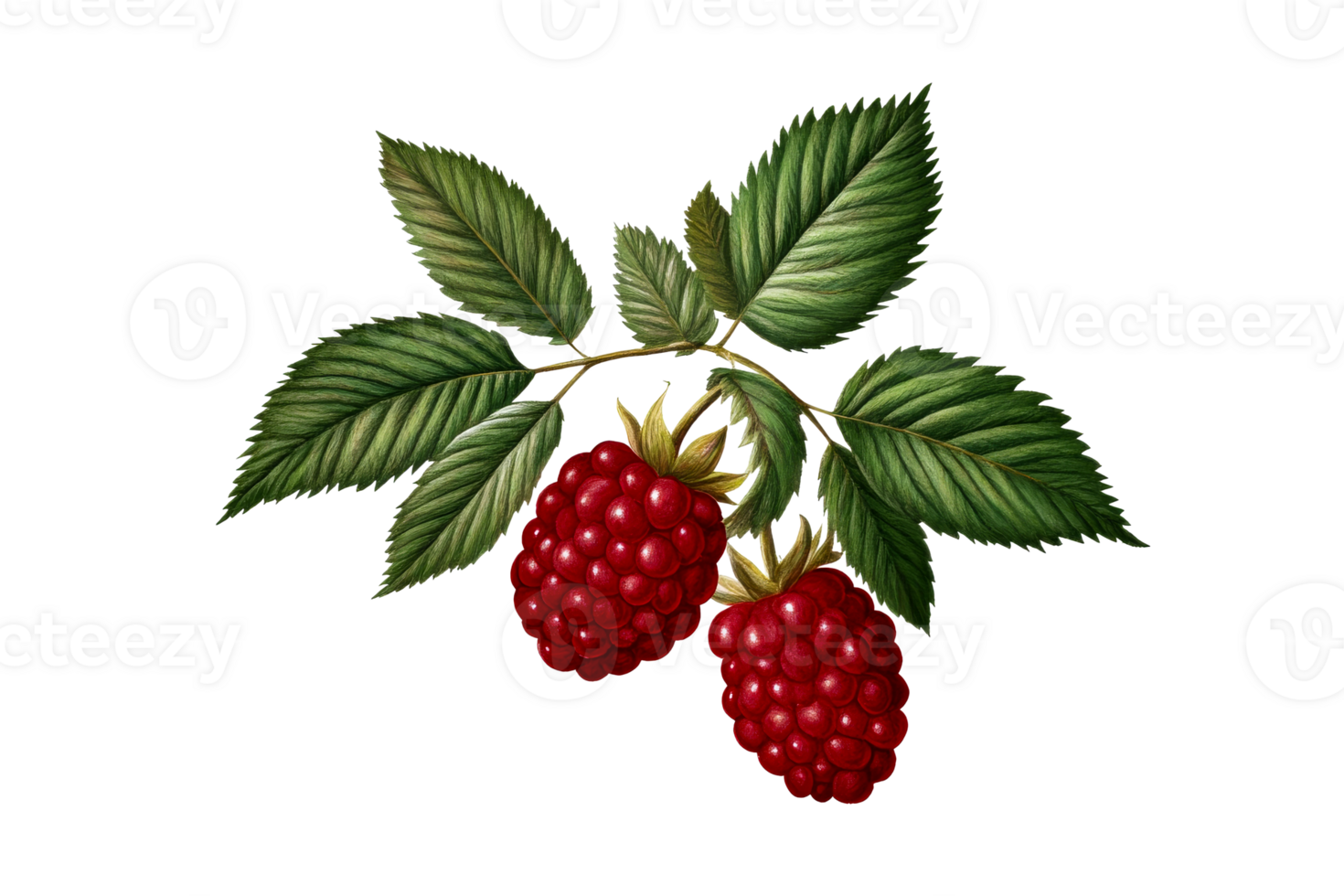 Ripe raspberries on a branch with leaves, cut out transparent png
